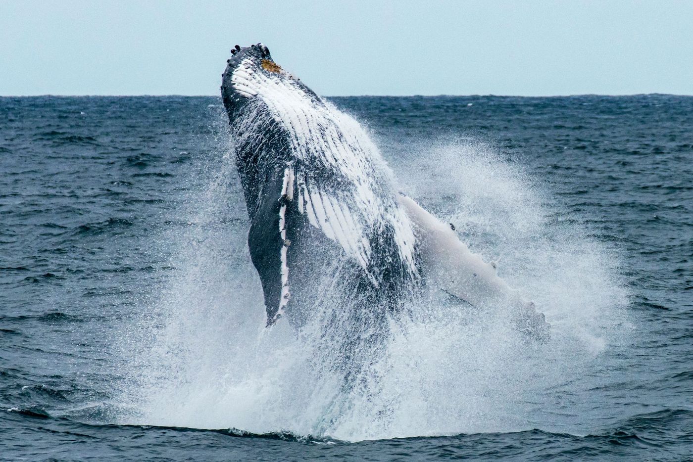 Baleine à bosse en plein saut