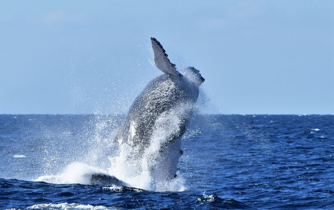Baleine à bosse en plein saut dans l’océan Indien