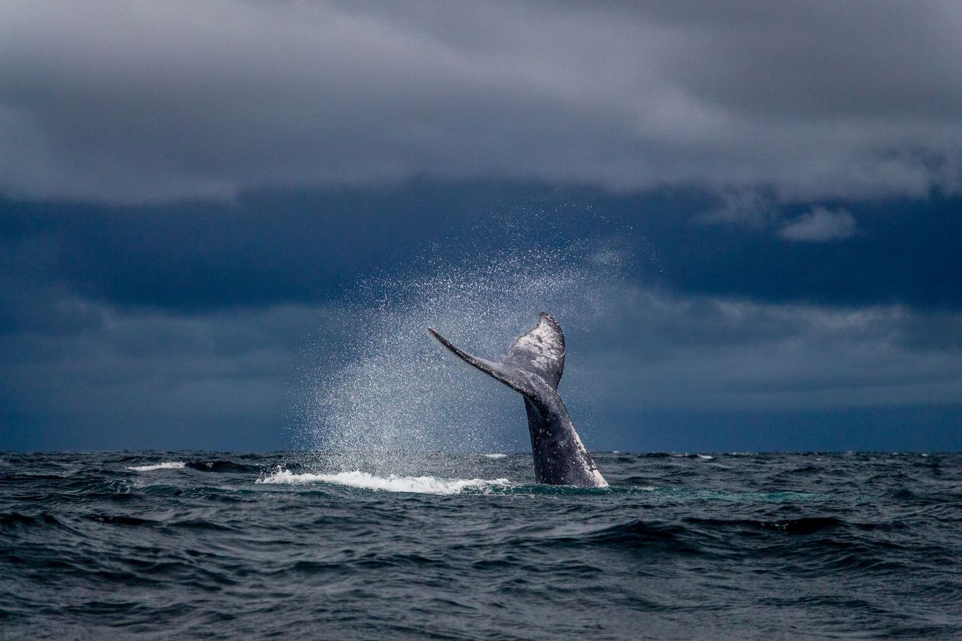 Queue de baleine à bosse émergeant au large de Sainte-Marie