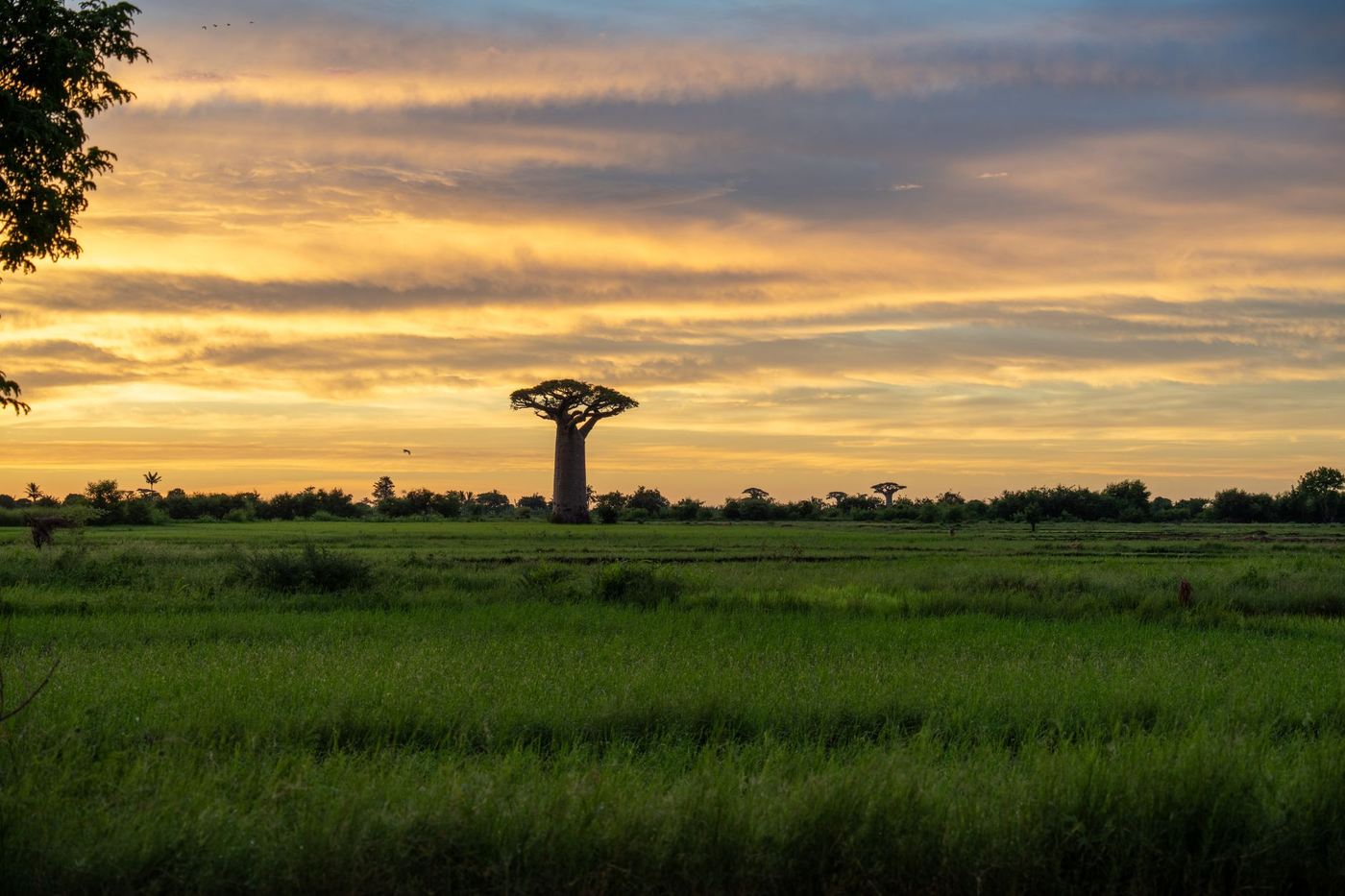 Baobab au coucher du soleil dans les rizières malgaches