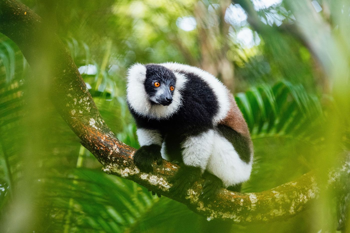 Things to Do in Madagascar: 15 Unmissable Experiences