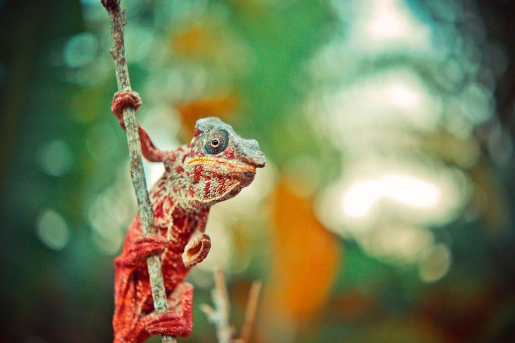 Why Travel to Madagascar: The Real Reasons to Go