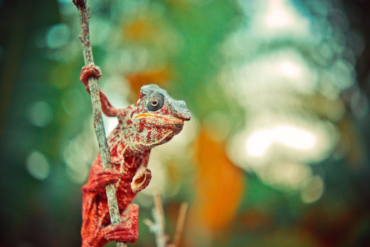 Why Travel to Madagascar: The Real Reasons to Go