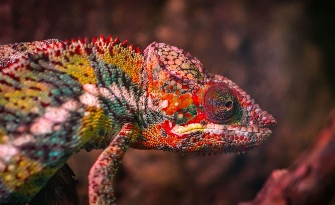 Faune de Madagascar : où voir ses animaux uniques