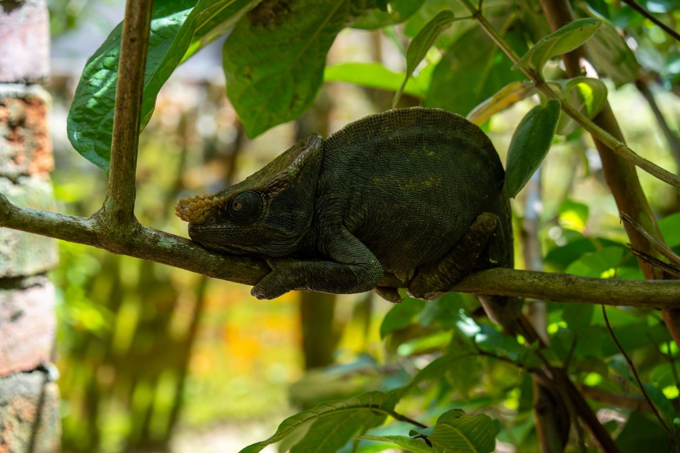 Caméléon de Parson sur une branche, Madagascar
