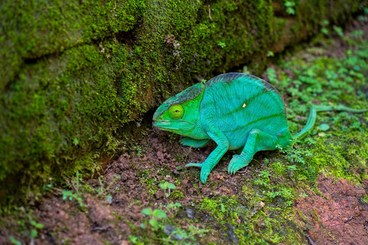 Caméléon vert sur un mur moussu, Madagascar
