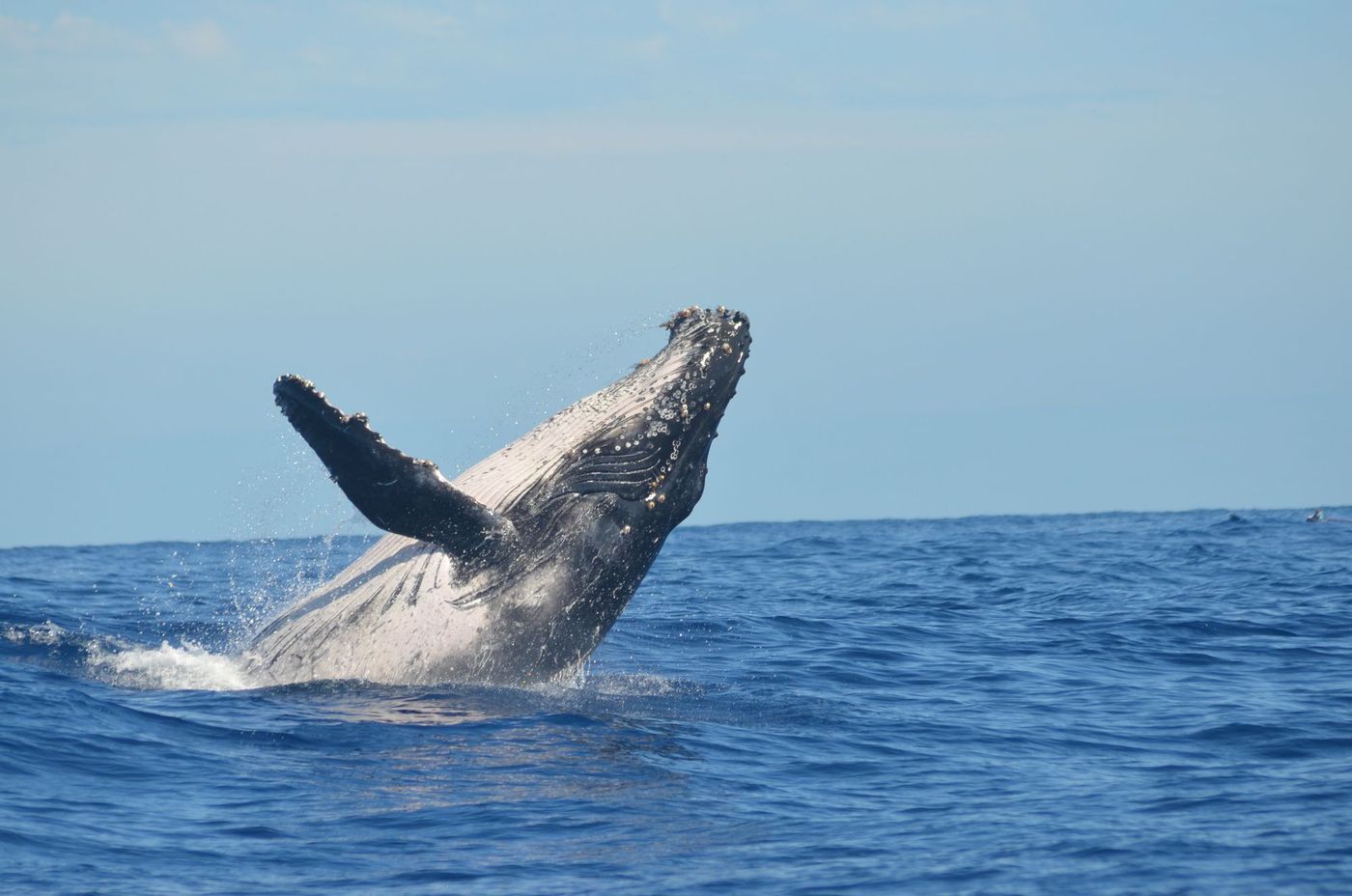 Humpback whale breaching