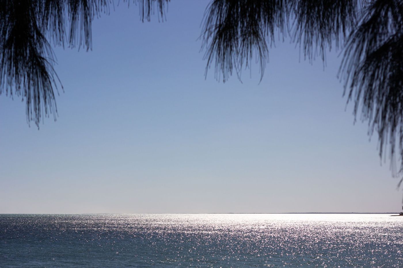 Sunlit sea framed by casuarina branches at Ifaty, Madagascar