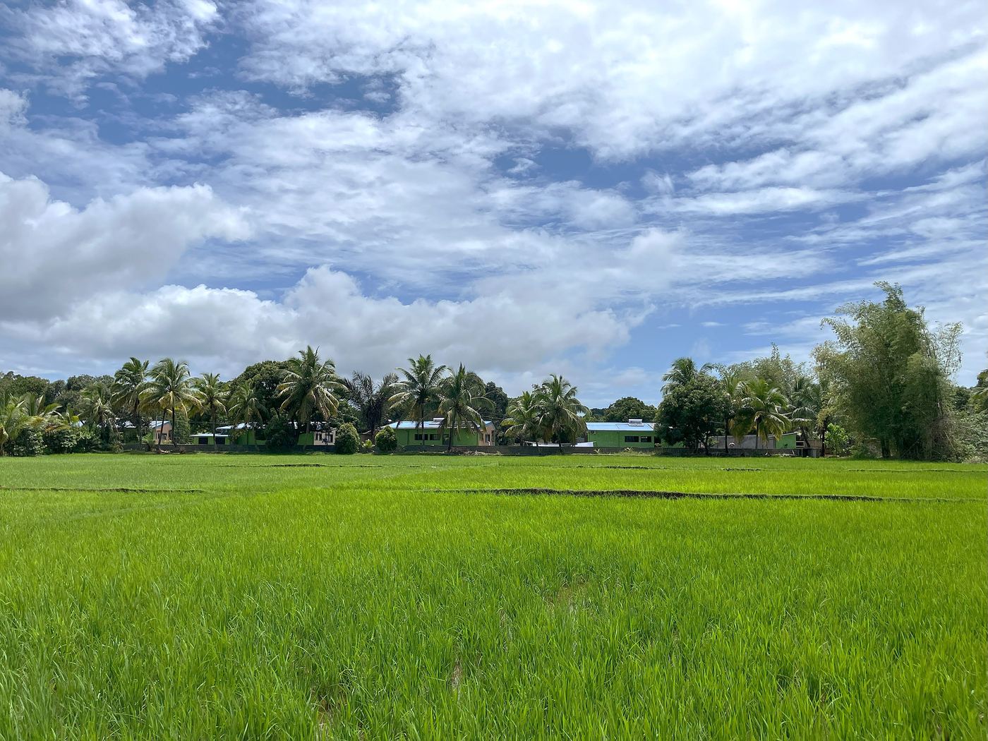 Rizières, cocotiers et village au cœur de l’île Sainte-Marie, Madagascar