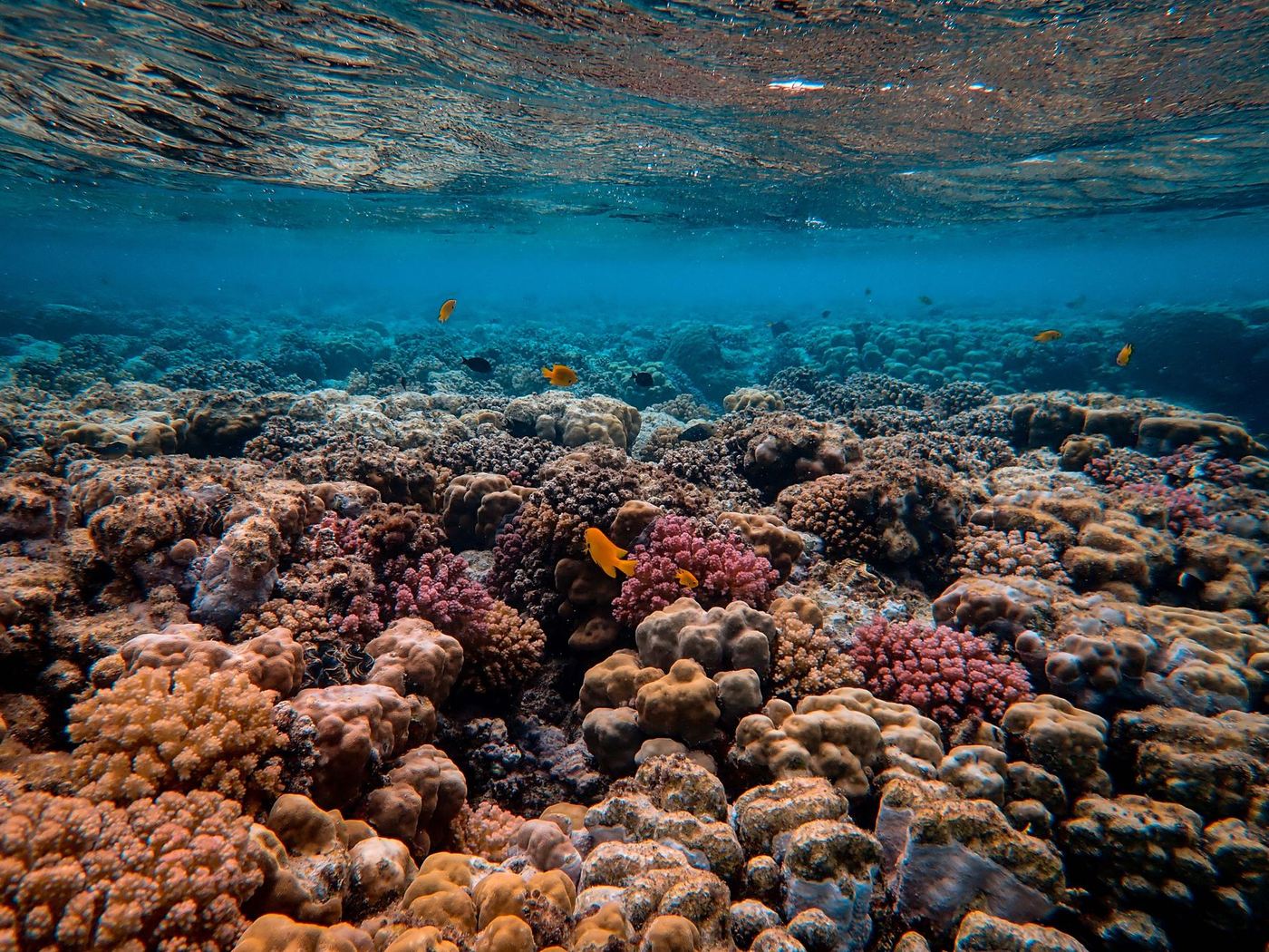 Jardin de corail affleurant la surface