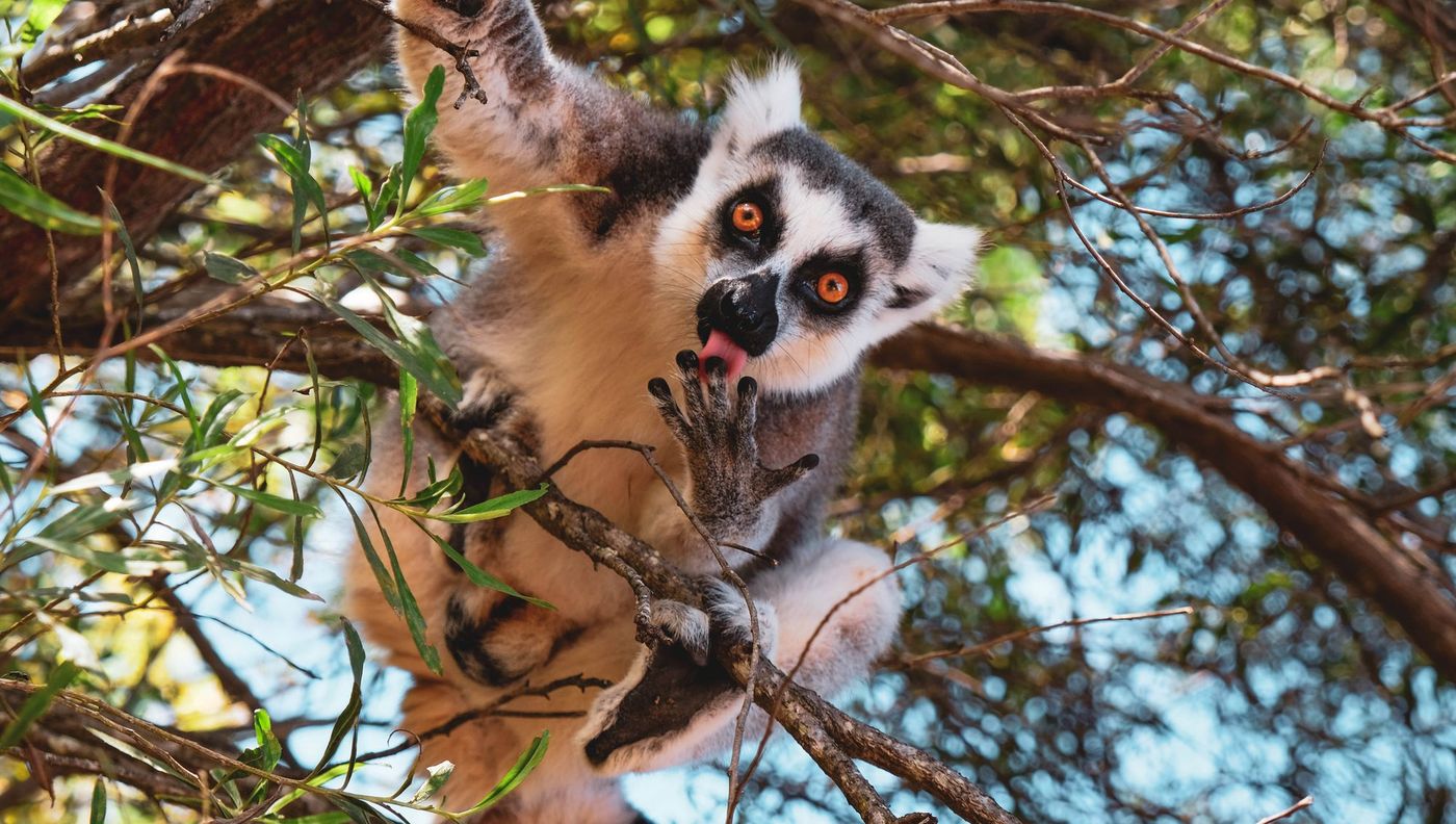 Lémurien catta dans un arbre, Madagascar