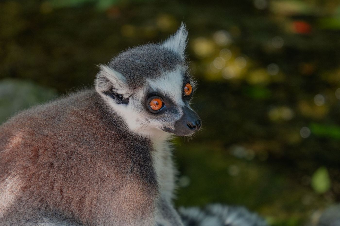 Lémurien catta, emblème de la faune de Madagascar