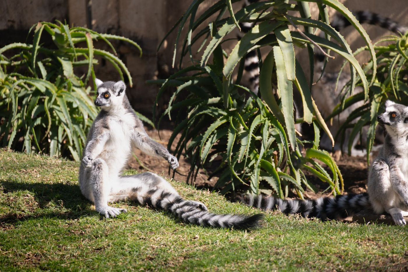 Madagascar en famille : itinéraire, âges et vrais conseils