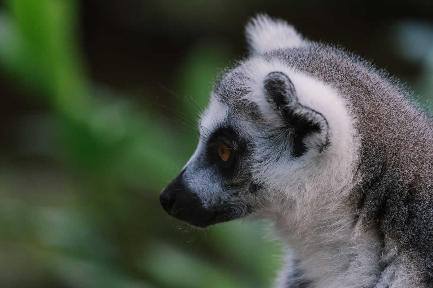 Ring-tailed lemur in its natural habitat, Madagascar