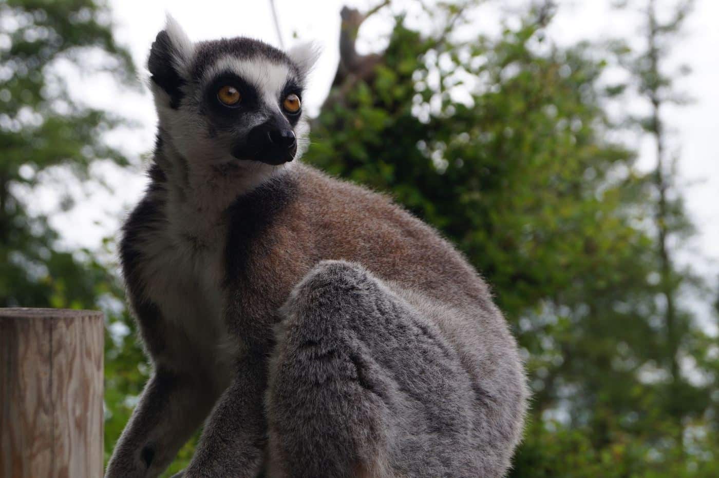 Lémuriens de Madagascar : le guide pour les observer