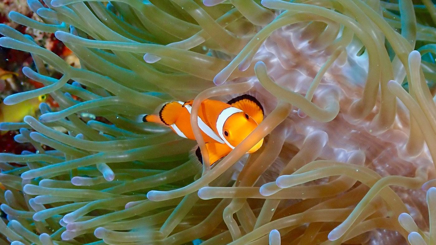 Poisson-clown dans son anémone, snorkeling à Madagascar