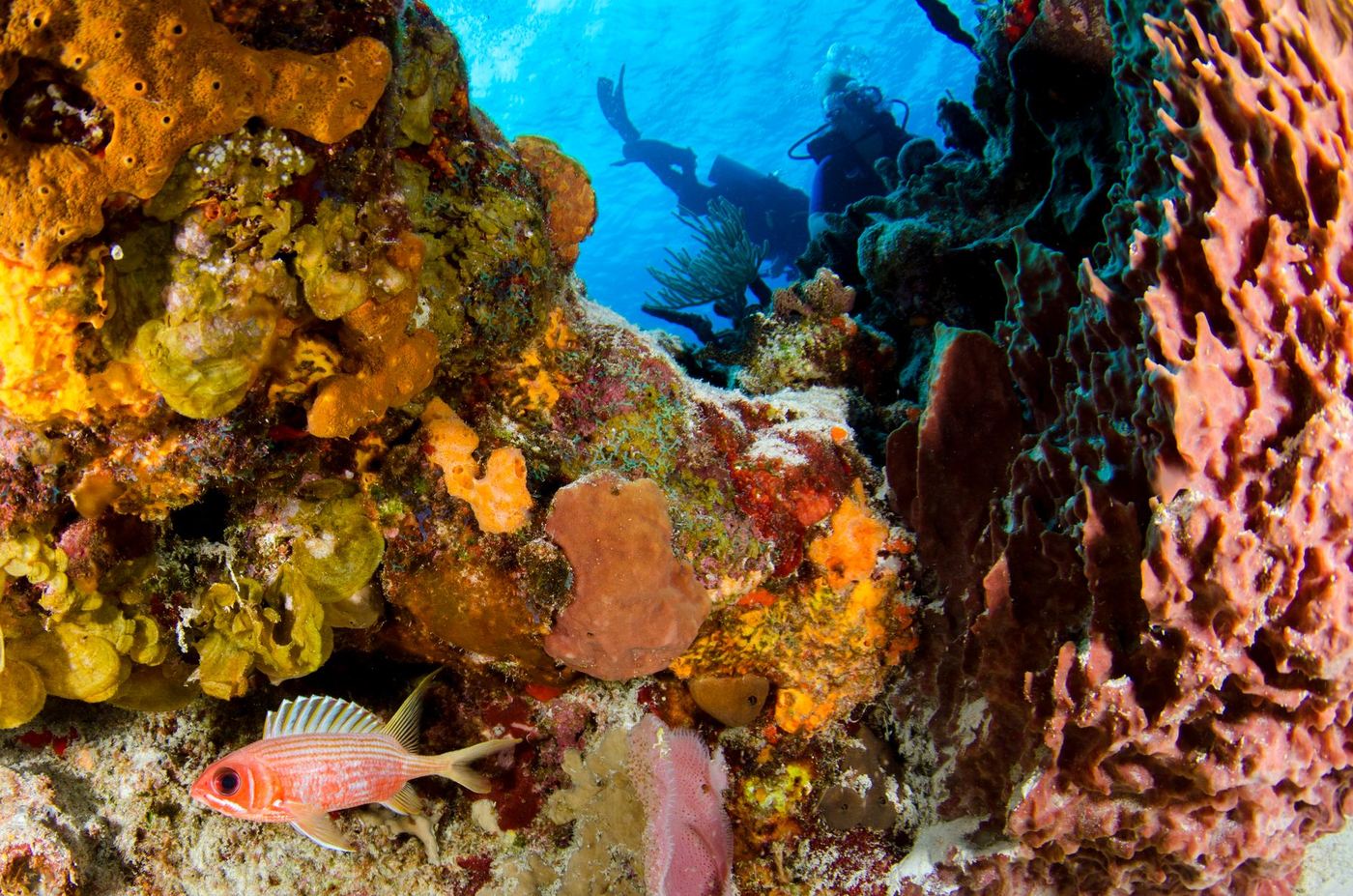 Plongée à Madagascar : les meilleurs spots par région