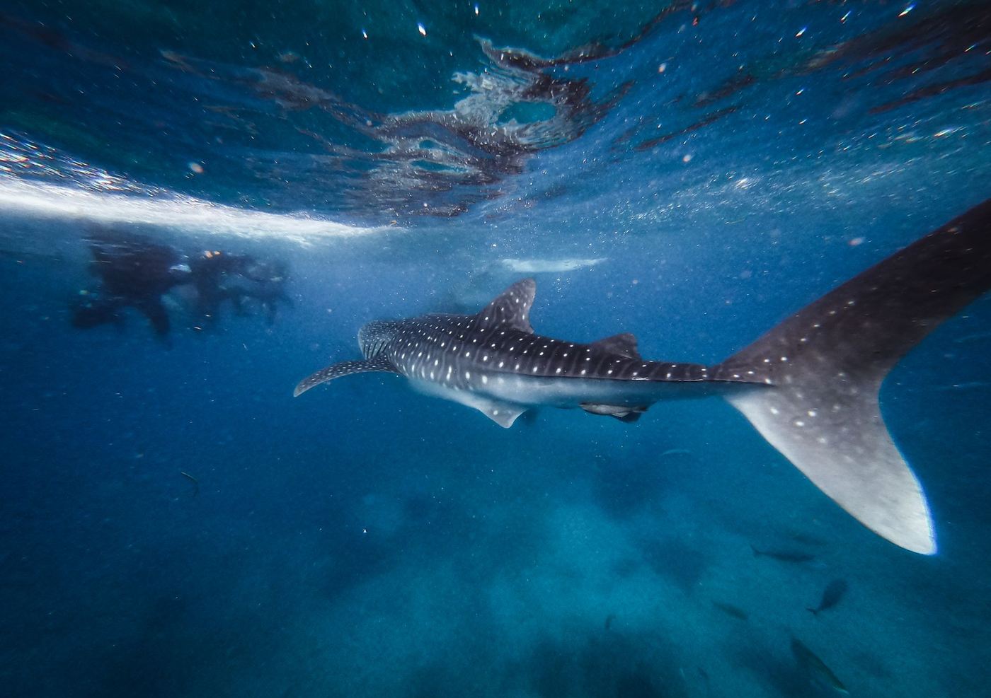 Requin-baleine croisant sous des nageurs en surface
