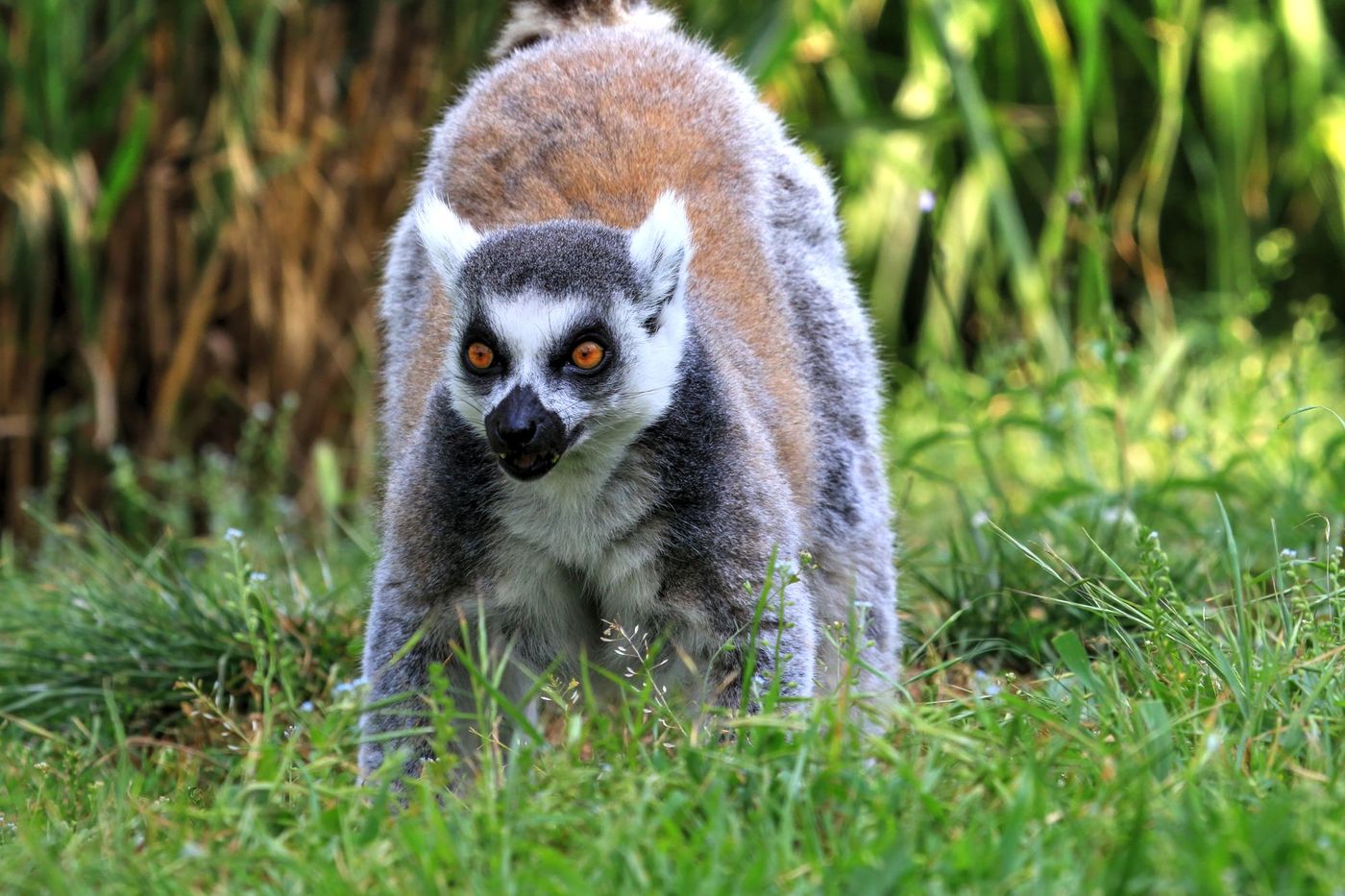 Ring-tailed lemur on the grass, Madagascar