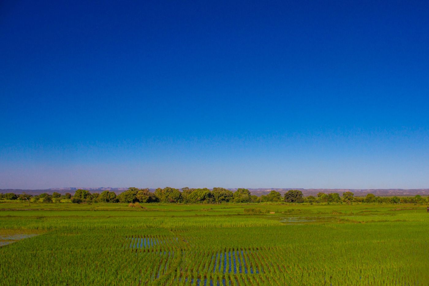 Rizière à Ankililoaka, Madagascar