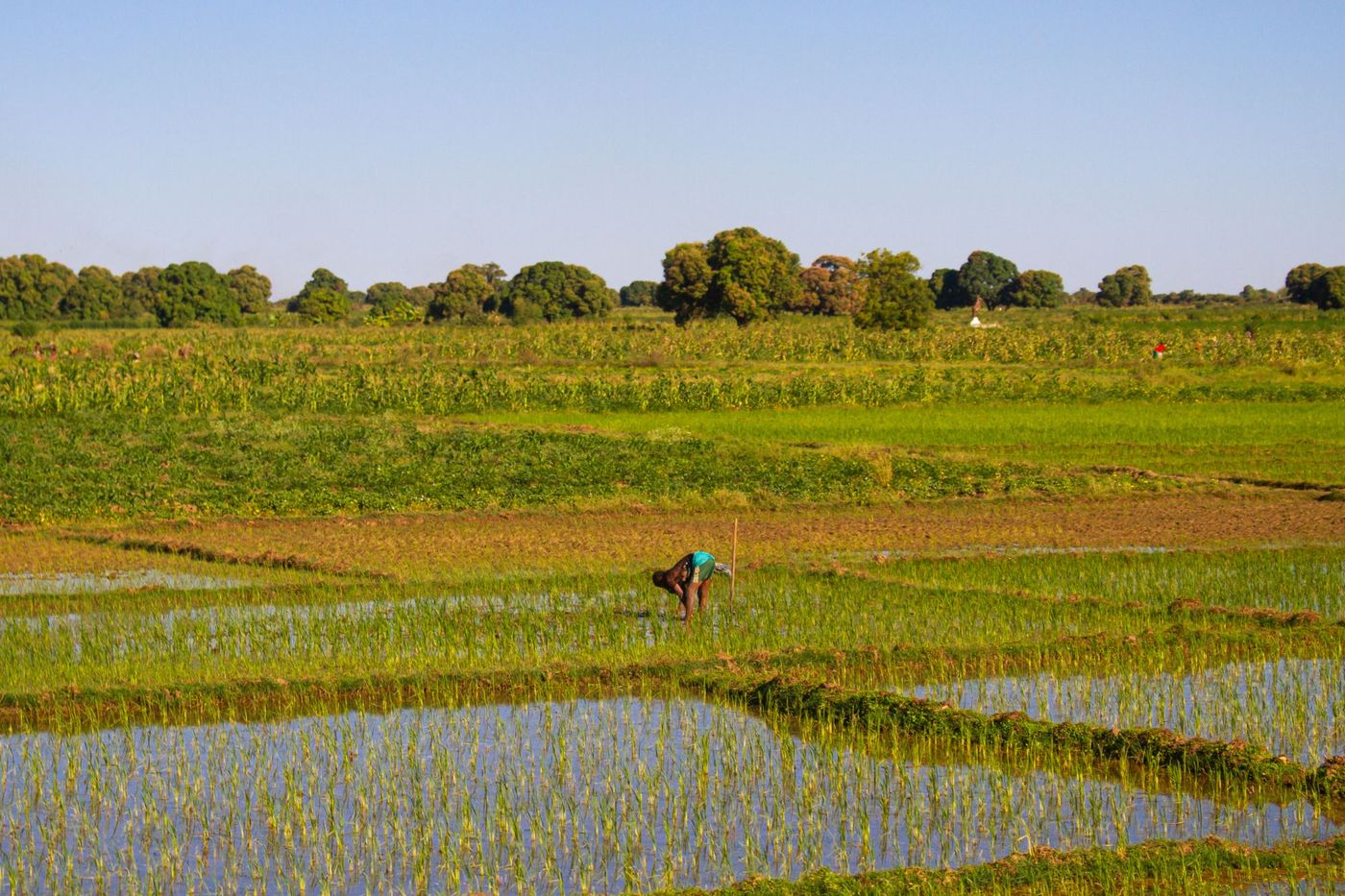 Travail dans une rizière à Ankililoaka, Madagascar