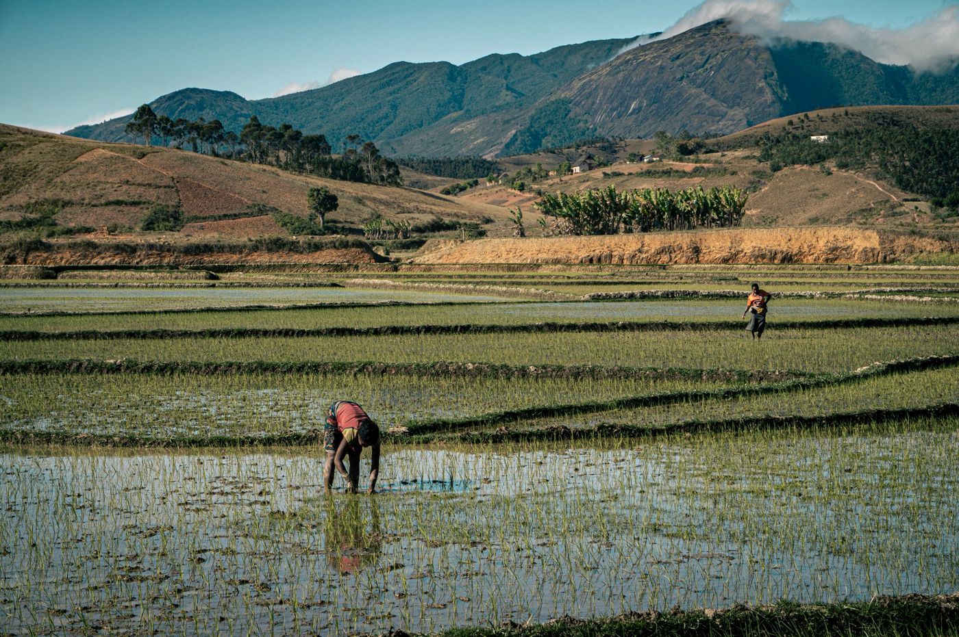 Rice paddies and highland hills, Madagascar