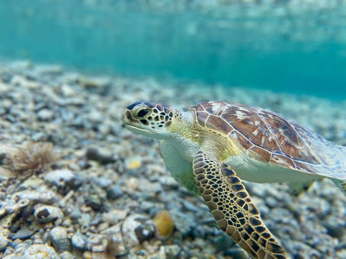 Tortue verte en eau peu profonde