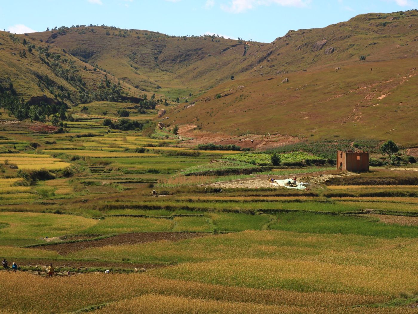 Vallée cultivée au pied des collines